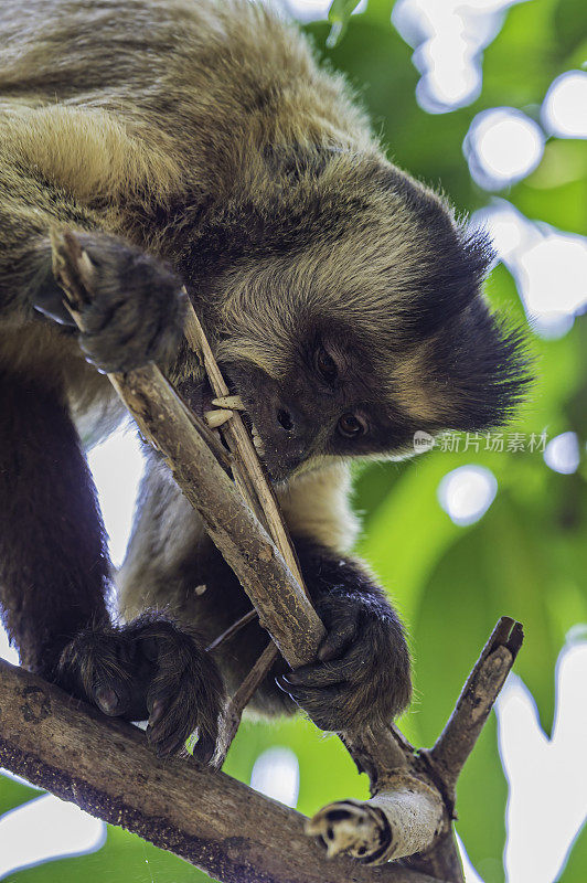 黑条纹卷尾猴(Sapajus libidinosus)，也被称为胡须卷尾猴，是一种来自南美洲的新世界灵长类动物。发现于巴西潘塔纳尔地区。